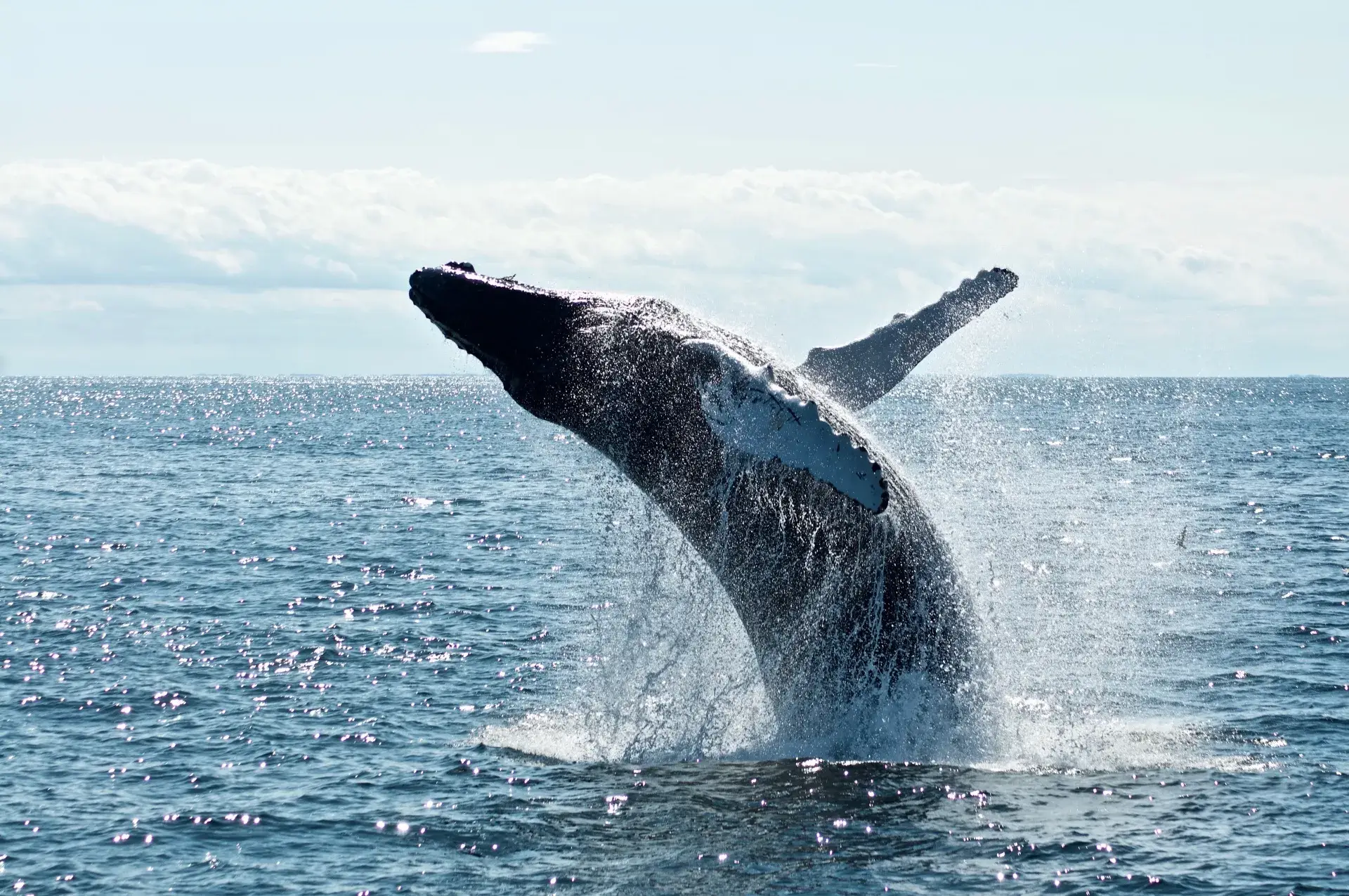 Ethereum Whale Accumulates 64,501 ETH in 3 Days, Sparking Bullish Sentiment